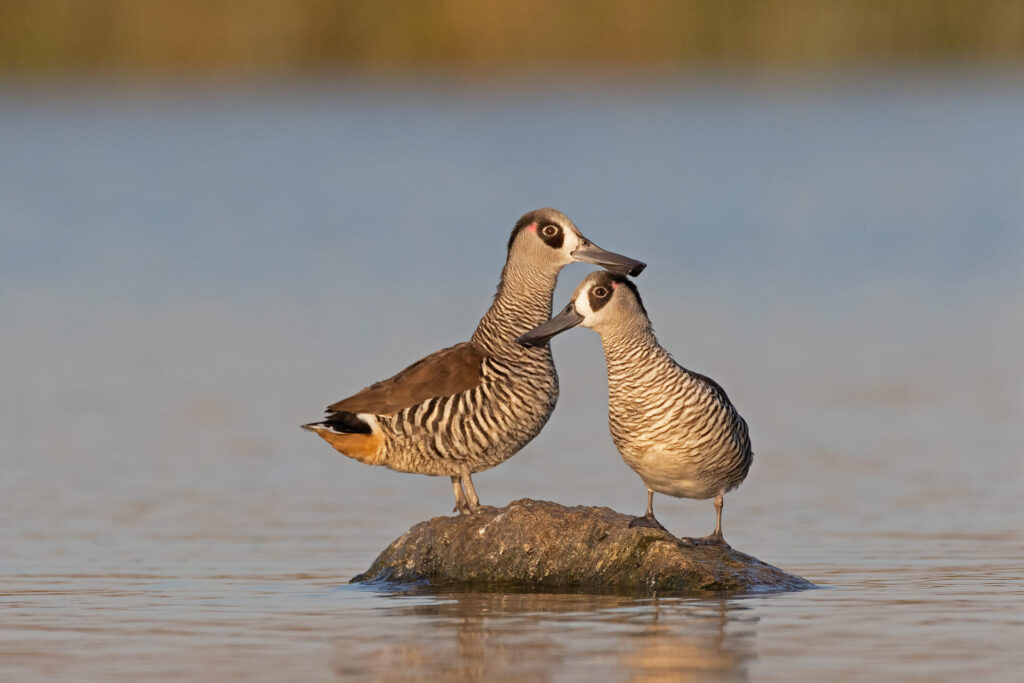 In the centre of the frame, two Pink-eared Ducks are preening each other while perched on a rock in the middle of water with a green-brown horizon.