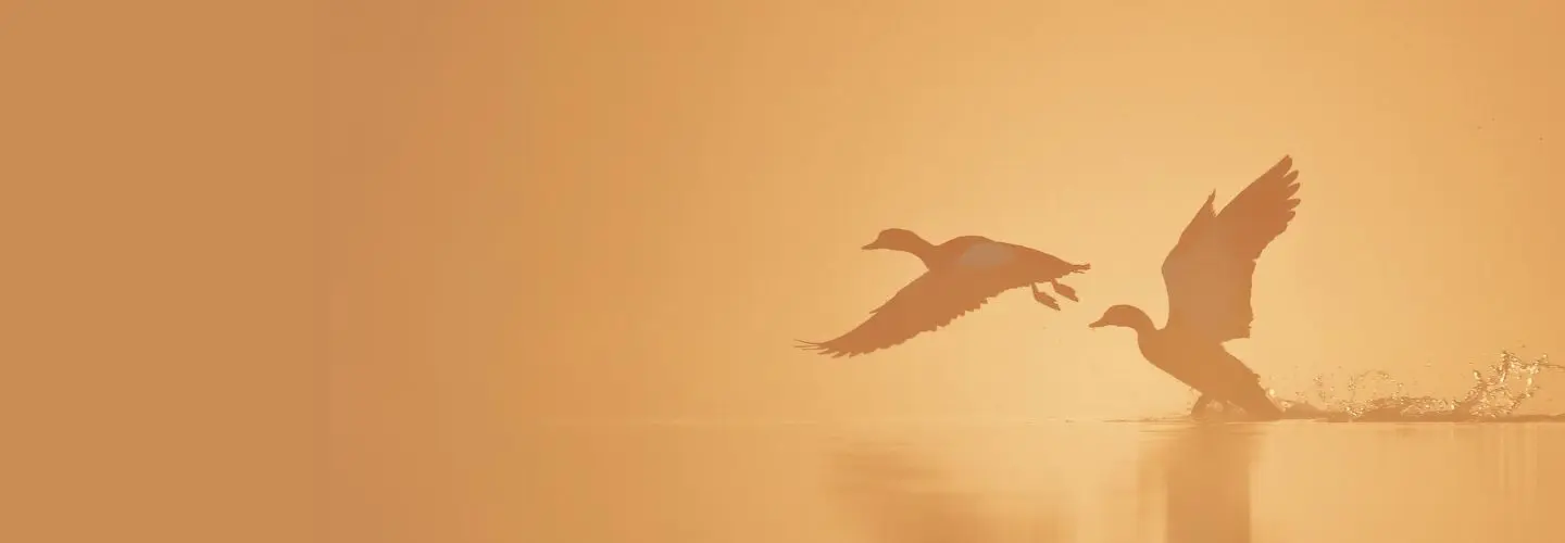To the right of the frame, two ducks are silhouetted in flight, taking off from the water's surface against an orange background.