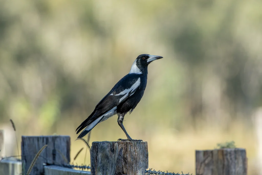 An Australian Magpie sits atop a fence post, with a soft green landscape in the background