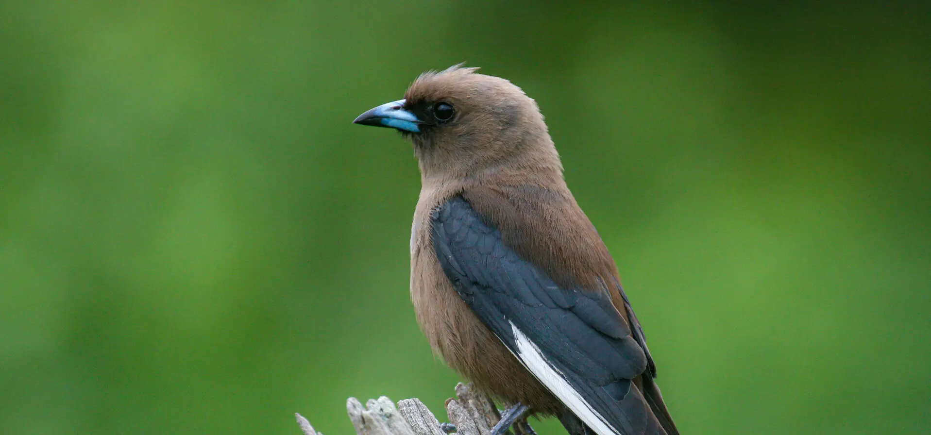 Dusky Woodswallow sitting on a log in profile view with a green background