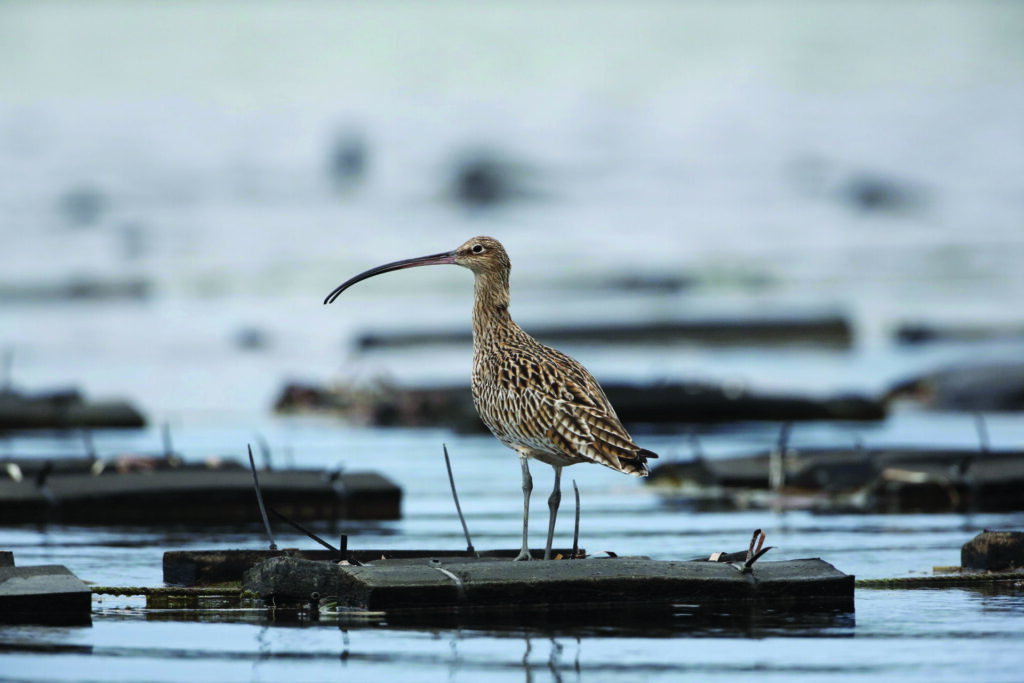 Far Eastern Curlew in profile