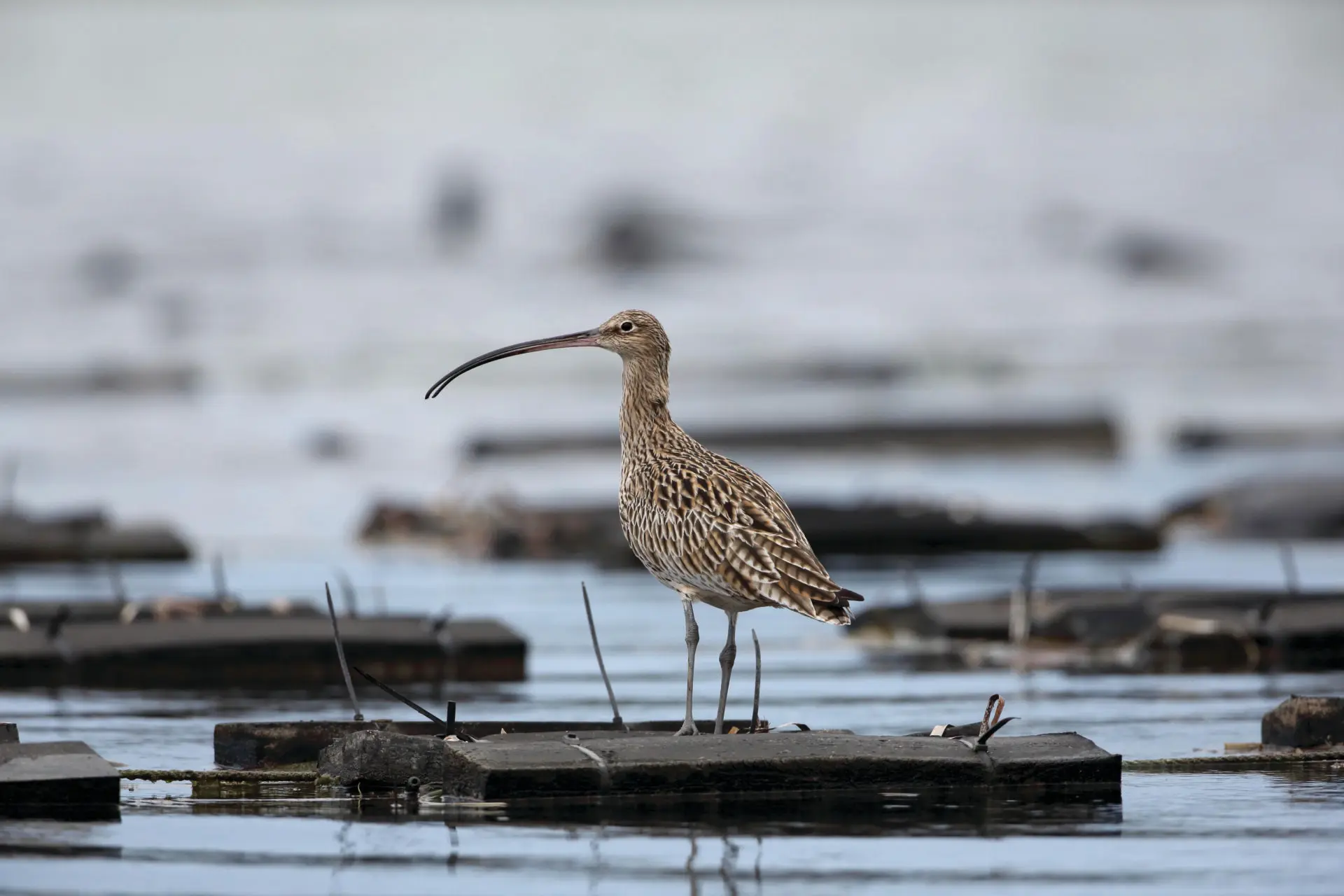 Far Eastern Curlew in profile