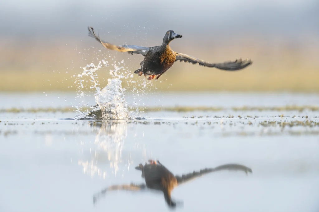 In the centre of the frame, a male Australasian Shoveler takes off from the water with wings extended, reflected in the pale water below.