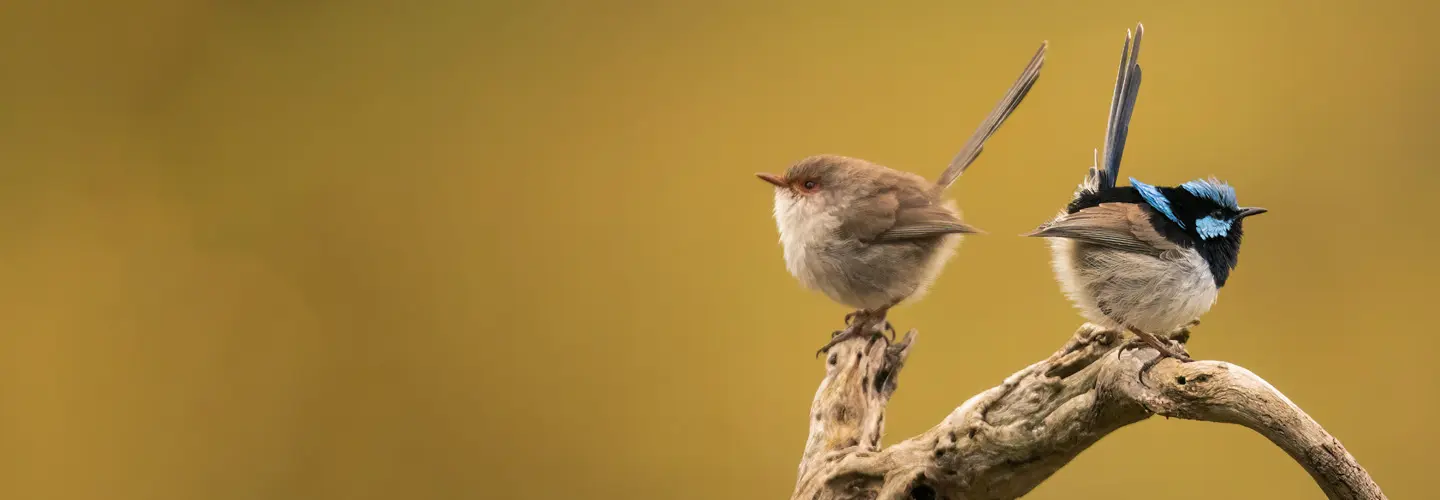 A female (left) and male (right) Superb Fairy-wren perched on a curved branch, facing away from each other against a yellowish-brown background.