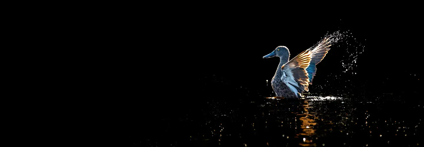 In the right of the frame, a female Australasian Shoveler flaps her wings on the surface of the water. The background and water appears black.