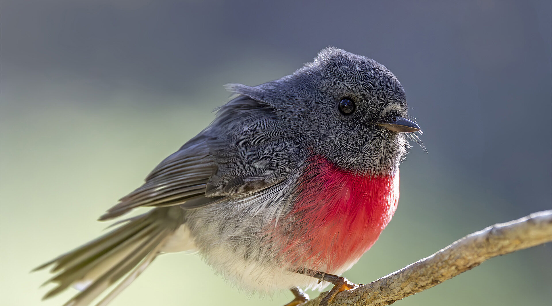 This Rose Robin flew into a small tree only a few metres from me and allowed me to take several shots before flying off. The back lighting and nice background added to an overall pleasing result.