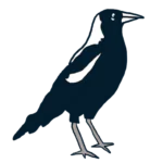 Illustration of the Australian Magpie