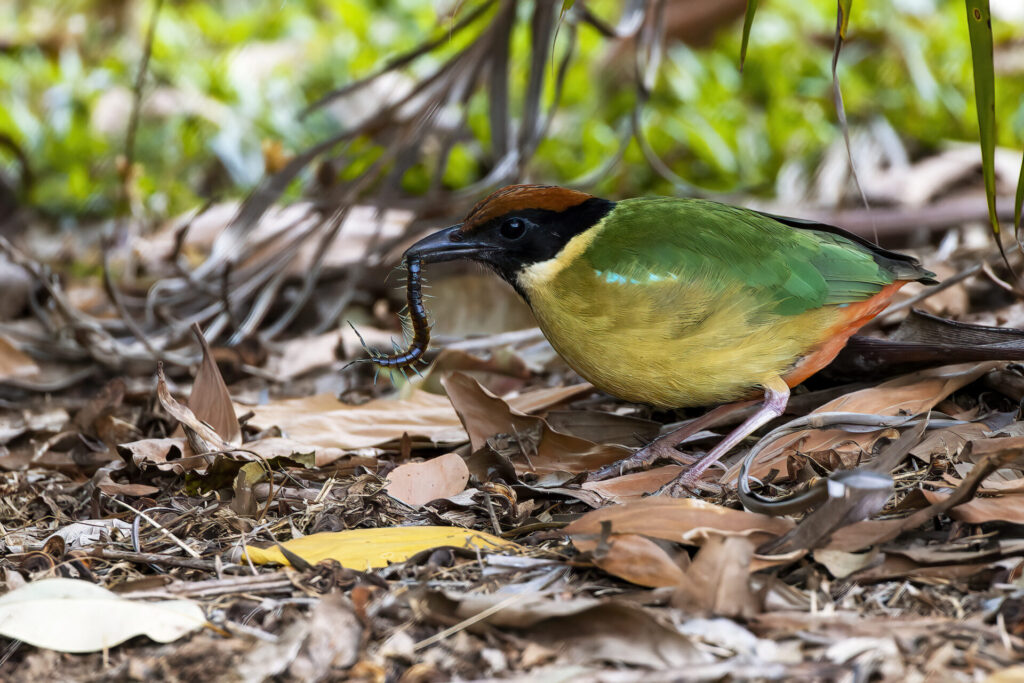 Noisy Pittas are fften heard, less often seen. This capture is in a typical leaf litter under rainforest situation where Pittas spend a lot of their time foraging. I like that the captured centipede adds interest and reality to the image.