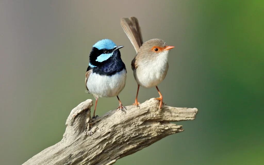 A male (left) and female (right) Superb Fairy-wren perched on a diagonal branch against a green-brown blotched background.