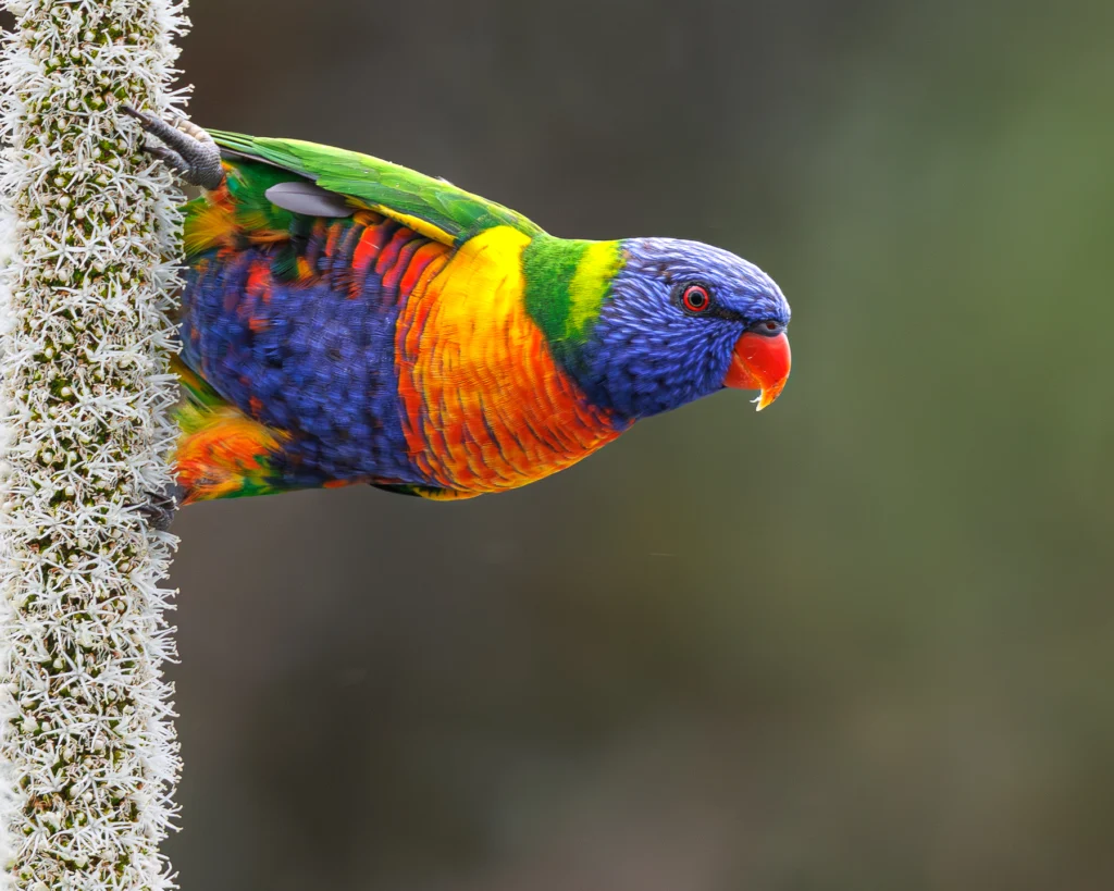 A Rainbow Lorikeet peeking out from behind a branch - it's body horizontal across the image