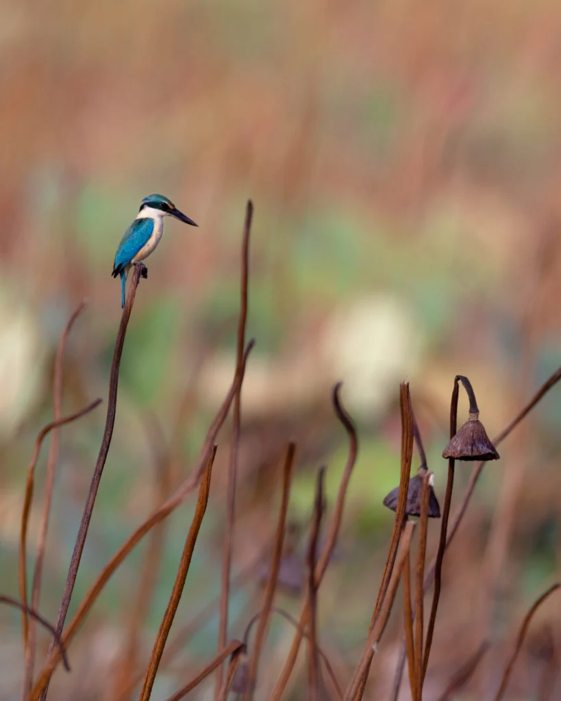 A sacred kingfisher perches on a dead lotus lily stem while searching for food. The colour palette of the water lilies dying back as water level drops in the dry season really appeals to me