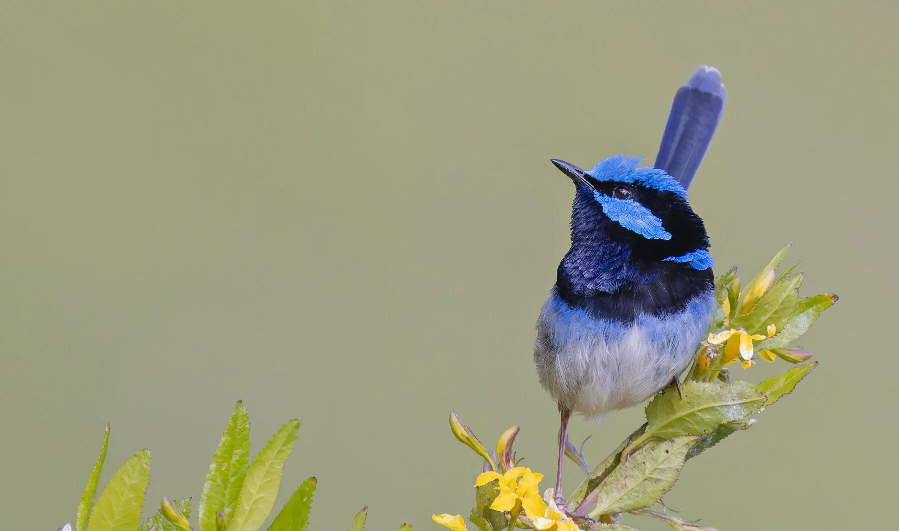 Superb fairy-wren perched on a branch