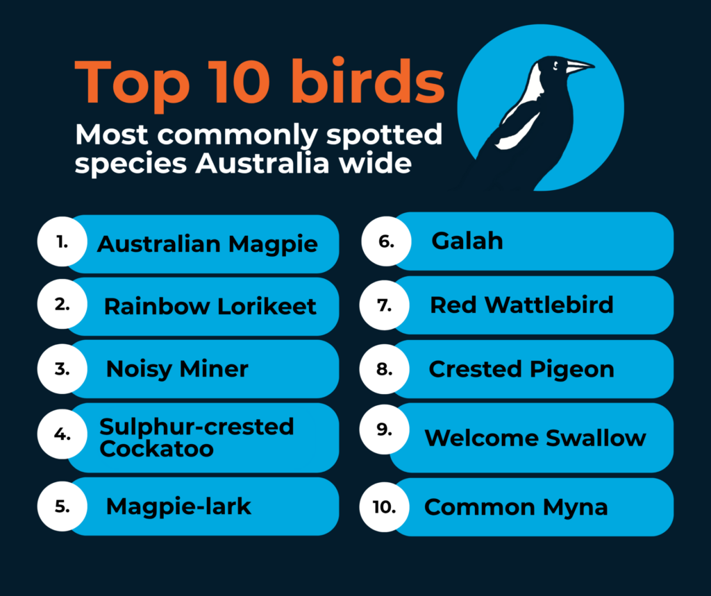 Top 10 birds - Aussie Bird Count 2025: 1. Australian Magpie 2. Rainbow Lorikeet 3. Noisy Miner 4. Sulphur-crested Cockatoo 5. Magpie-lark 6. Galah 7. Red Wattlebird 8. Crested Pigeon 9. Welcome Swallow 10. Common Myna