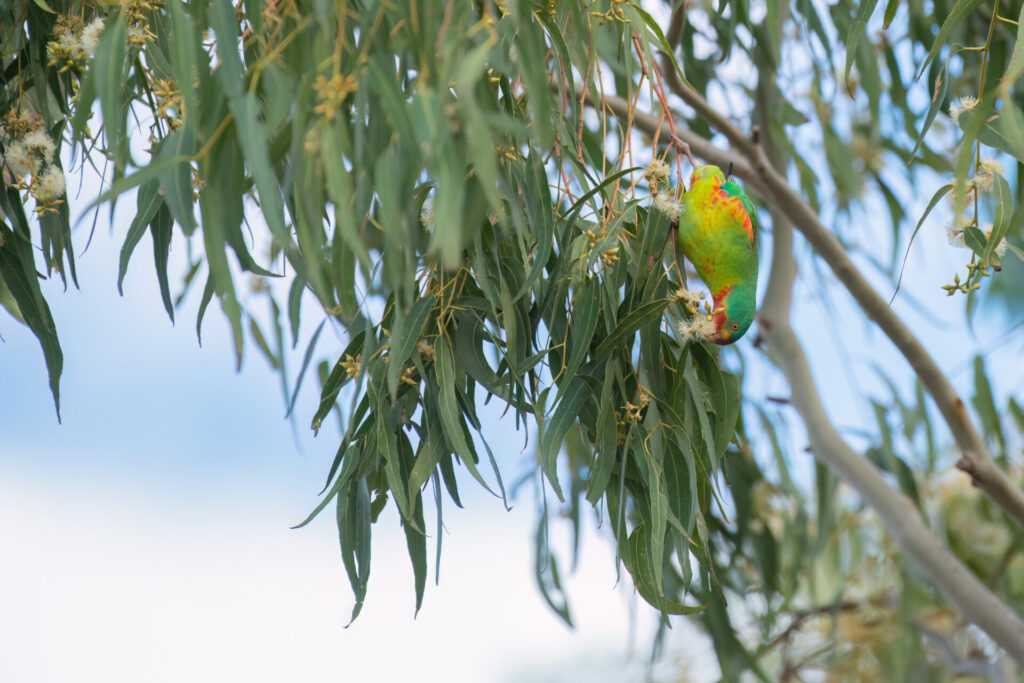 Swift Parrot hanging upside down on a gum tree
