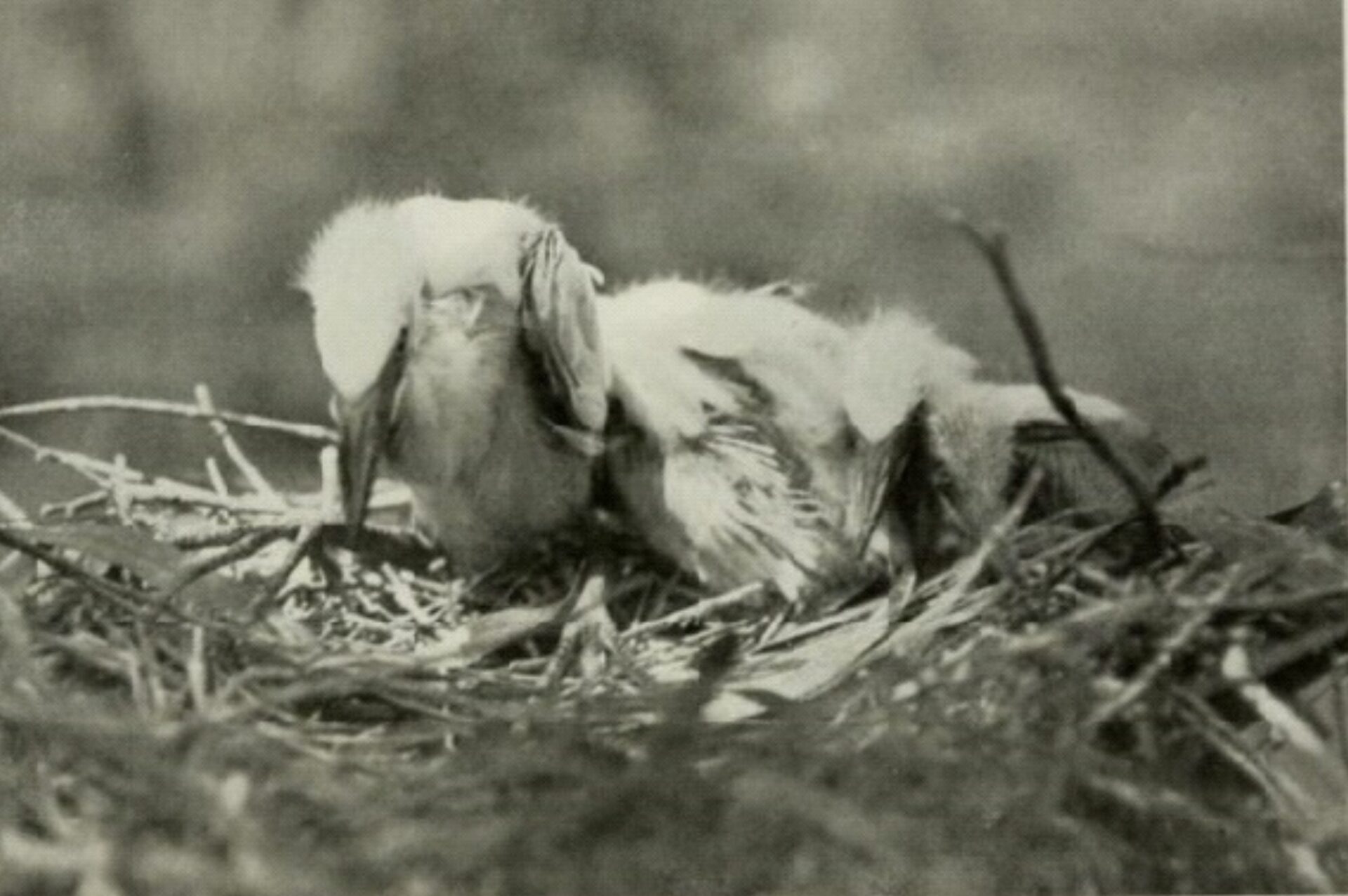 A black and white photograph of two egret chicks in a nest.
