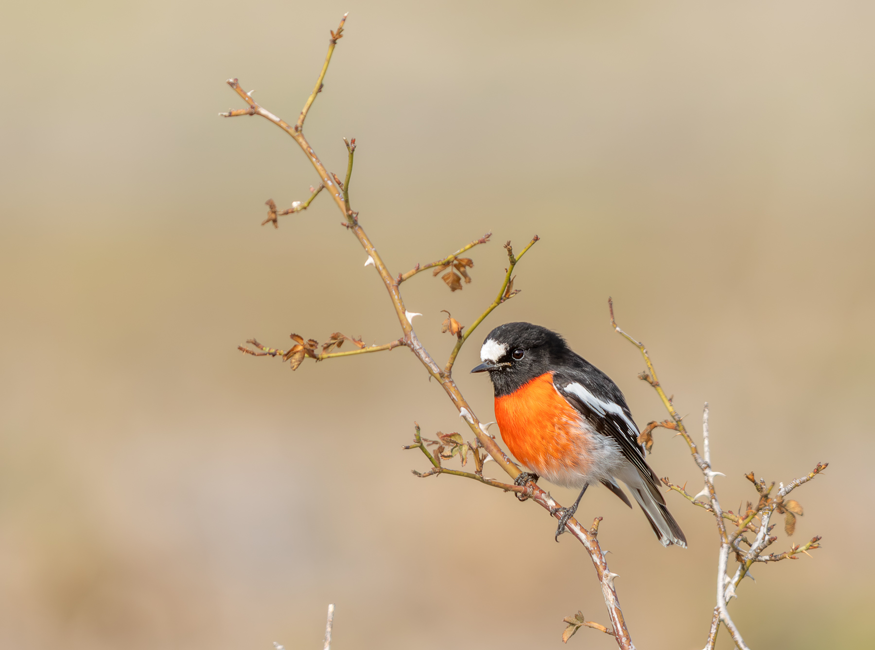 To the right of the frame, a male Scarlet Robin is perched on a twig against a blurred brown background.