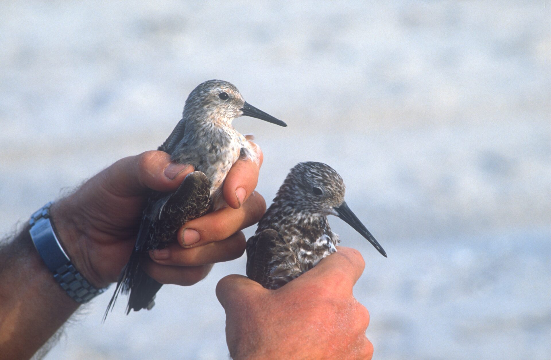 A photograph of a person holding two small migratory shorebirds in their hands, a Red Knot (left) and Great Knot (right).