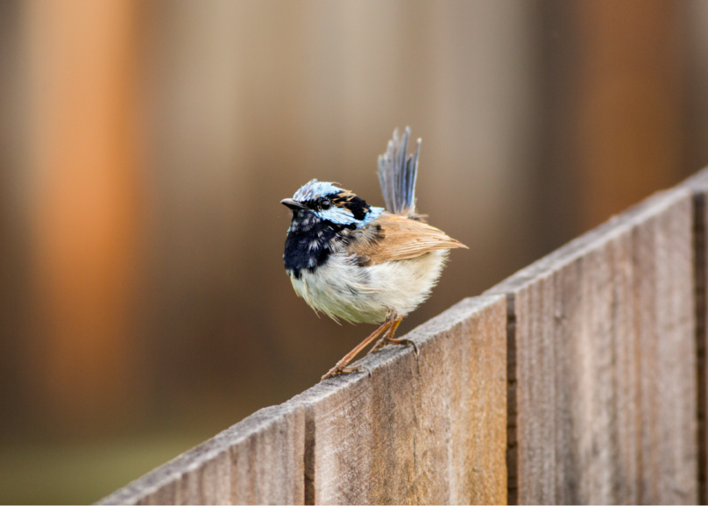 Fairy-wren