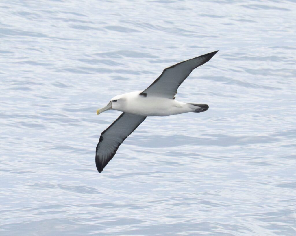 A White-capped Albatross soars above a calm sea, its wings outstretched. 