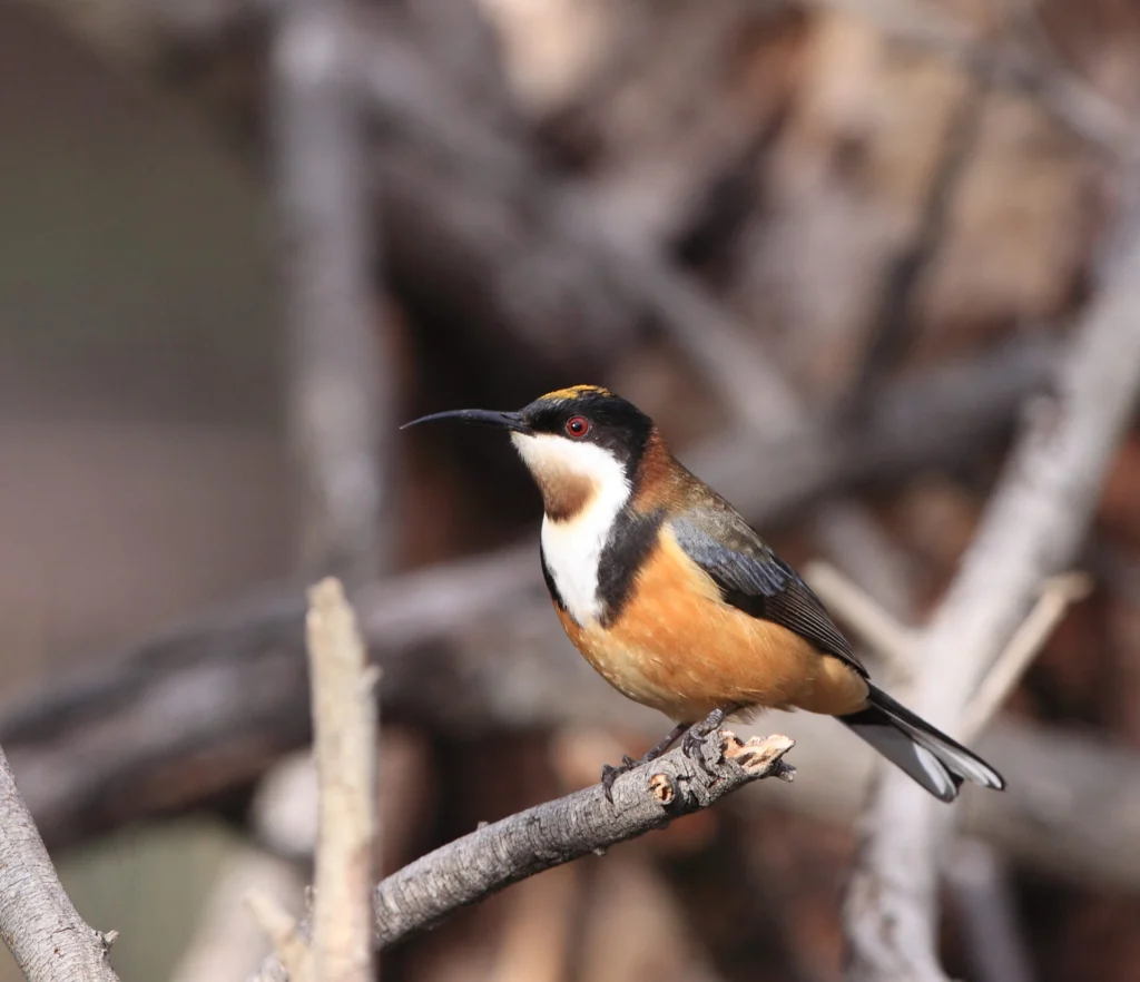 Eastern Spinebill
