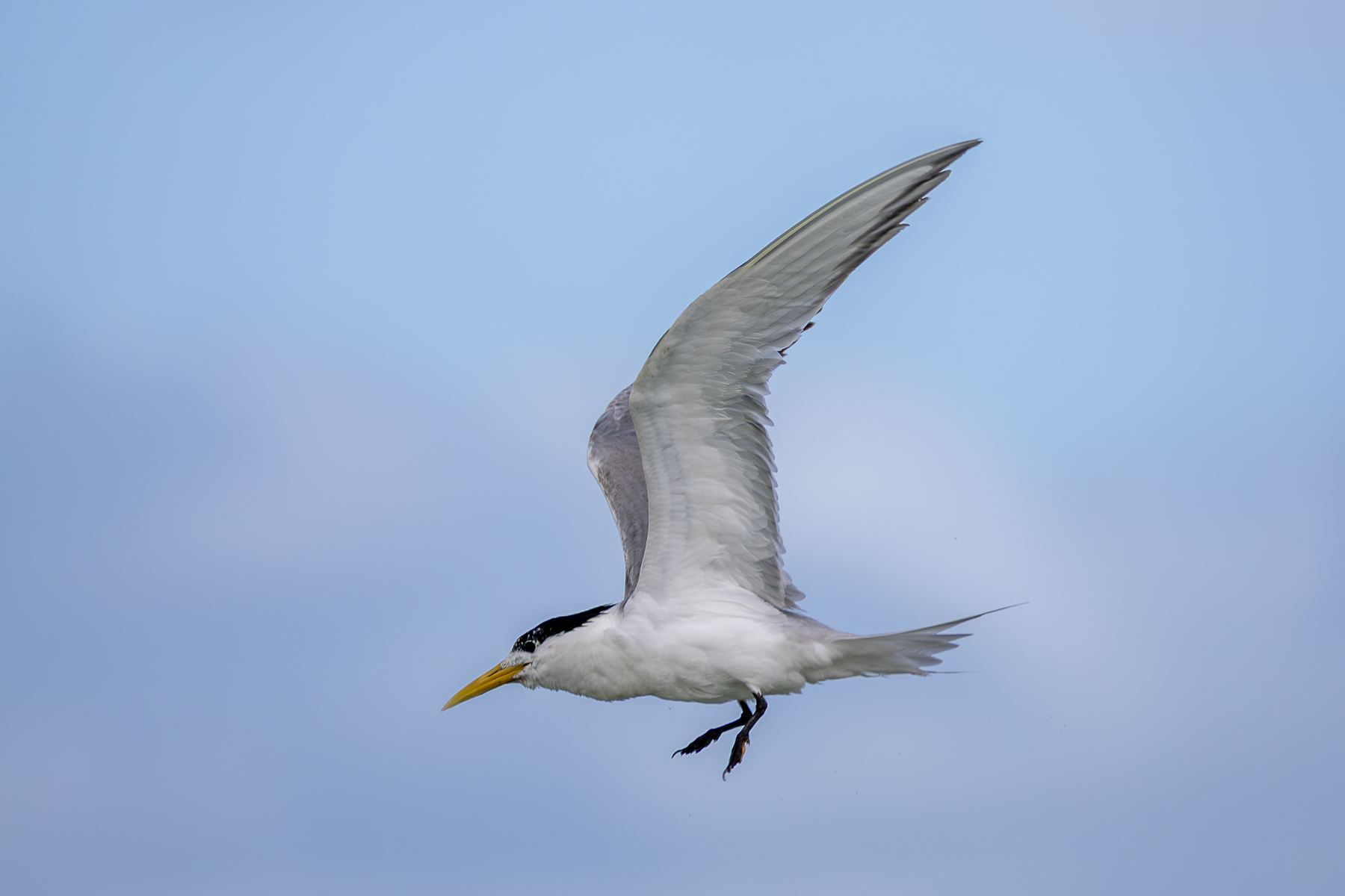 A Crested Tern flies in the sky, with it's wings upstretched. The bird's body is white and it has a black crest and yellow bill