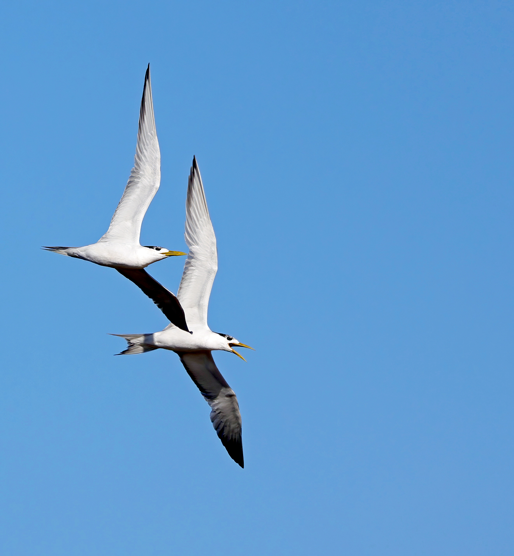 Two Crested Terns flying with their wings oustretched. The white underbodies of the birds can be seen as well as the grey edges on the wings