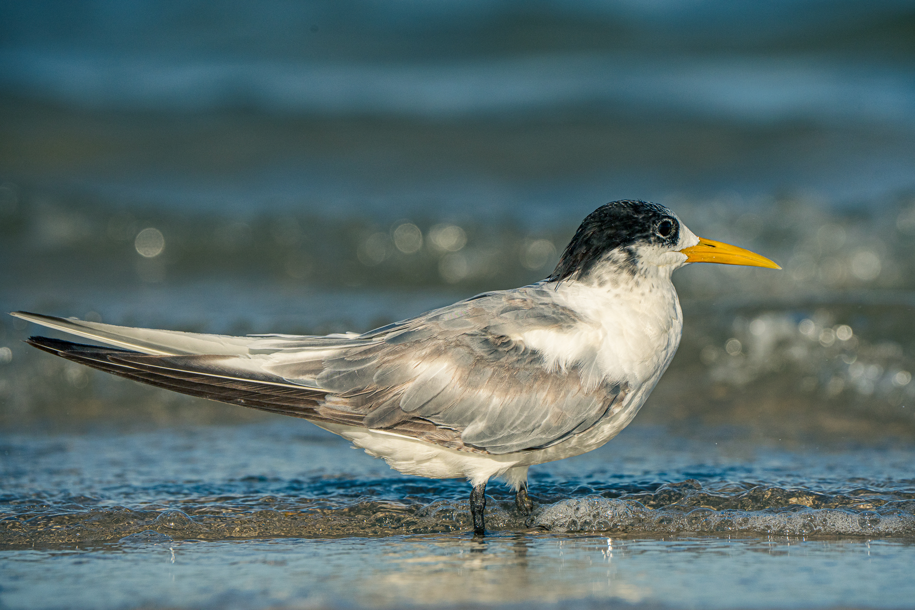 A Crested Tern stands in the water's edge, looking to the right. The bird has a yellow bill, black crest and a grey and white body.