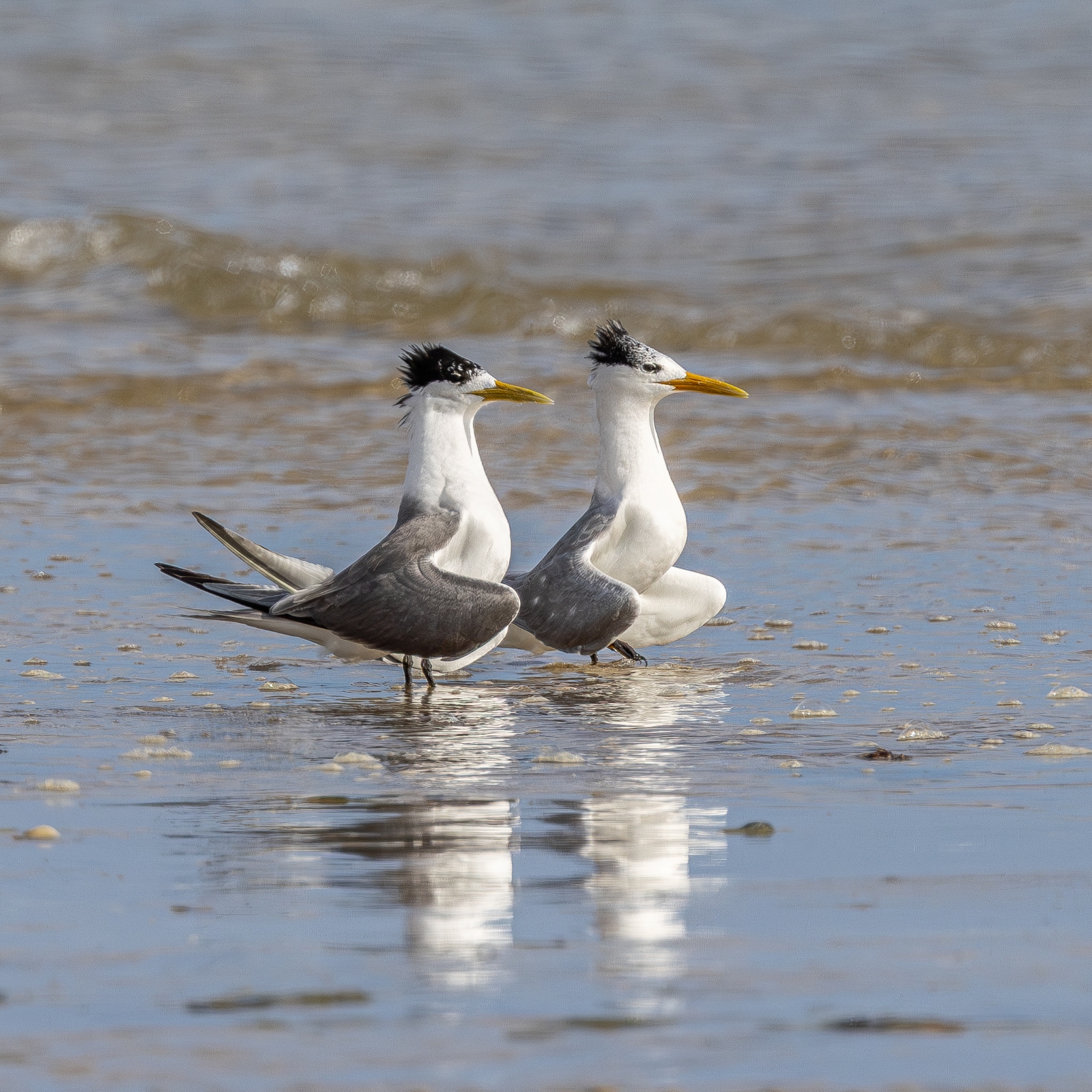 Two Crested Terns stand in the shallow water, looking to the right of the screen. Their bills are yellow, and their bodies are mostly white with a black crest and grey wings.