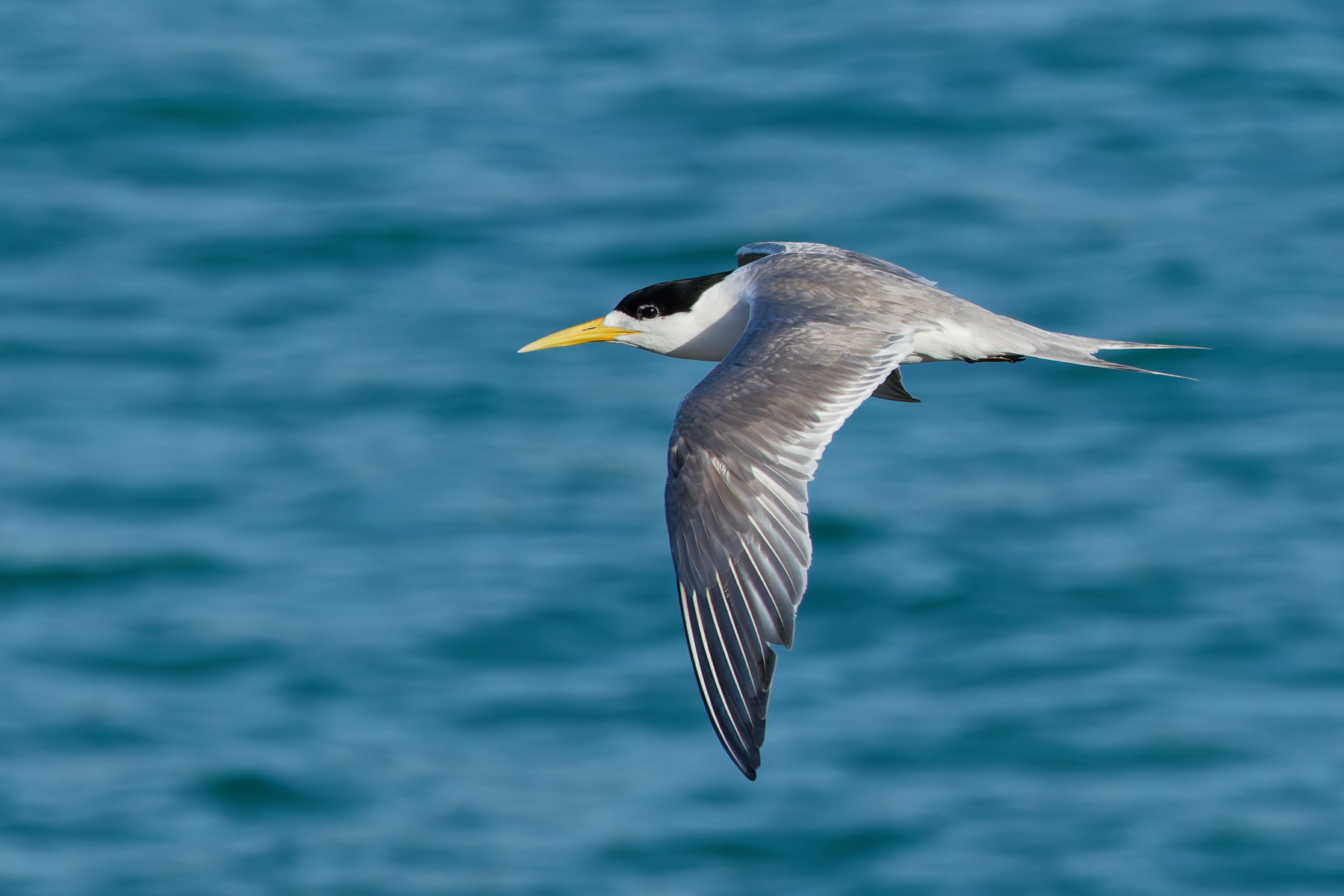 A Crested Tern flies over the ocean, it's dark grey wings pointing down to the water. The bird has a yellow bill and black crest and it's underbody is white.