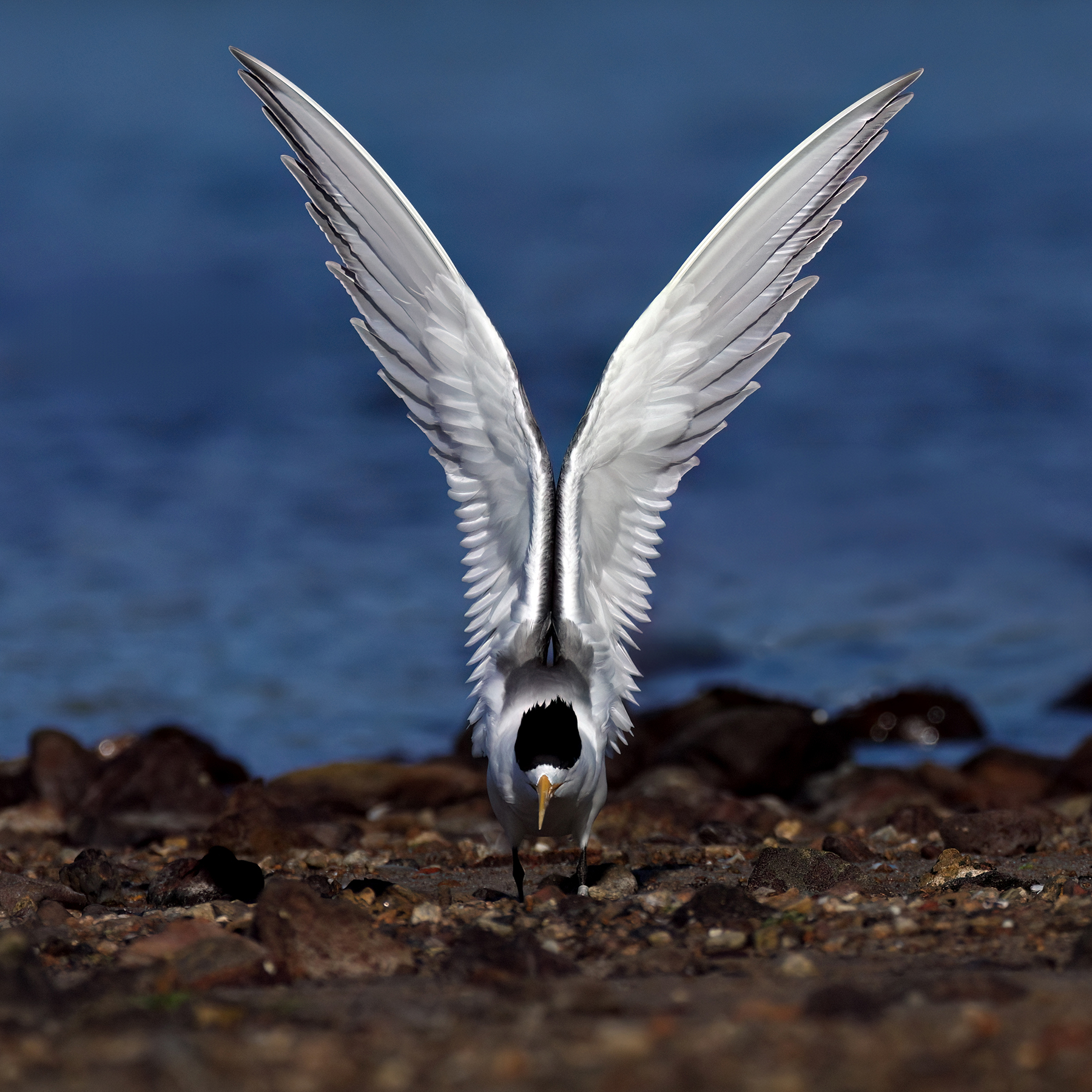 A Crested Tern stands on the rocky land, both wings upstretched, with it's head close to the surface. The bird's wings are white and grey and it has a yellow bill and black crest.