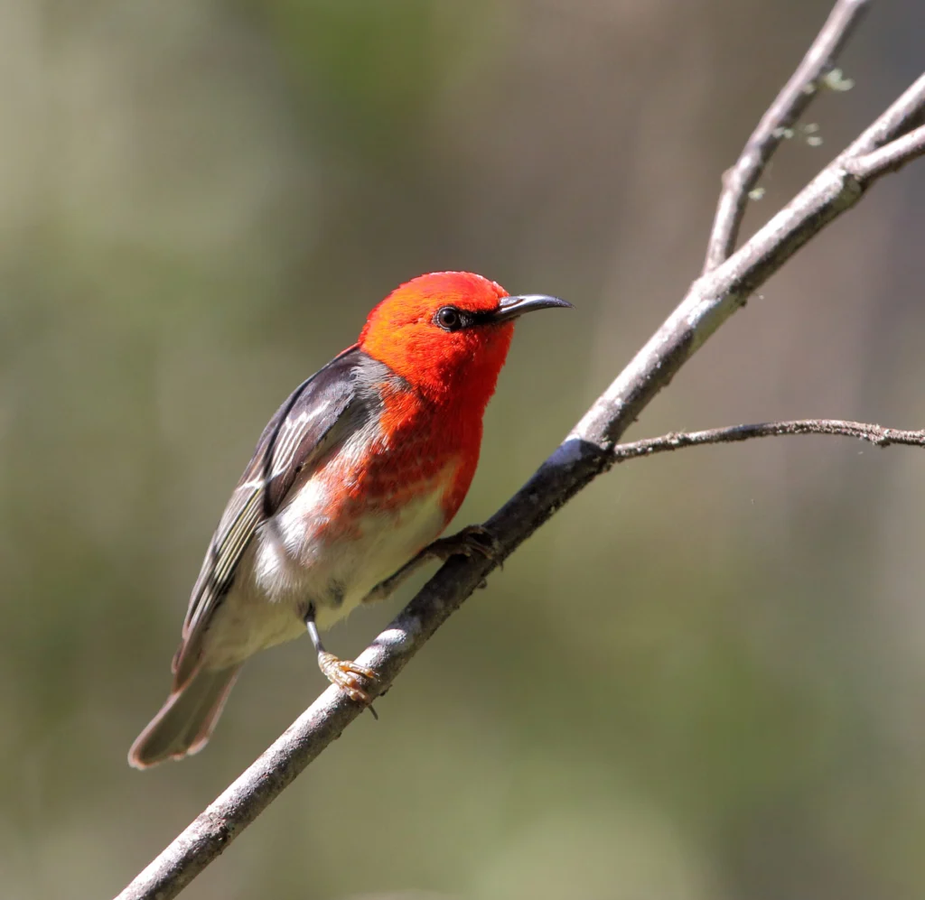 Scarlet Honeyeater perched on a branch with a green backdrop