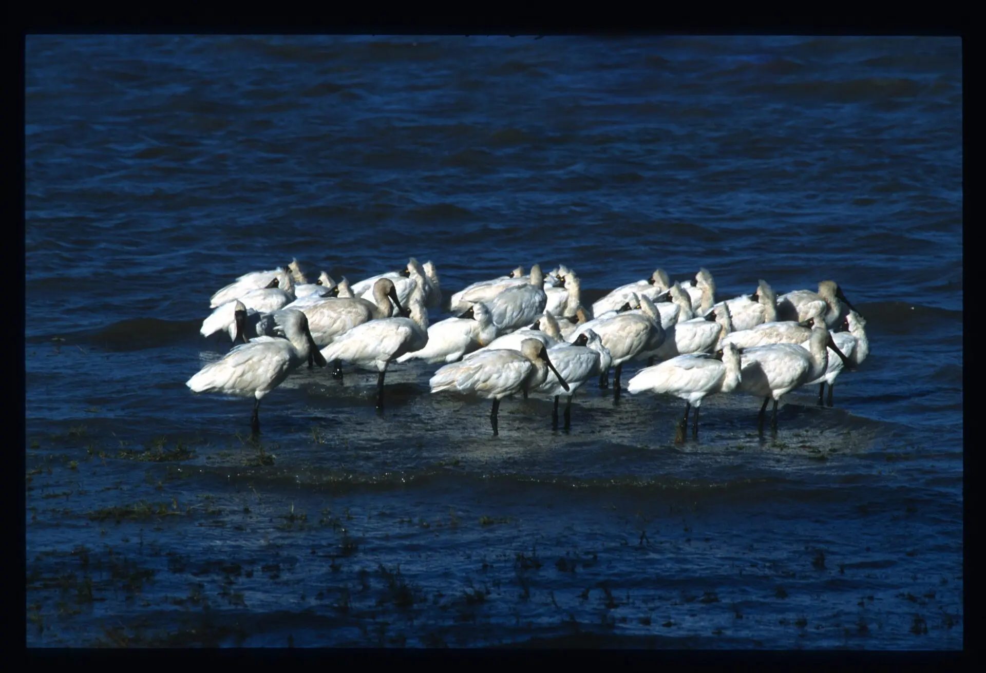 Flock of Royal Spoonbills on a sandbar