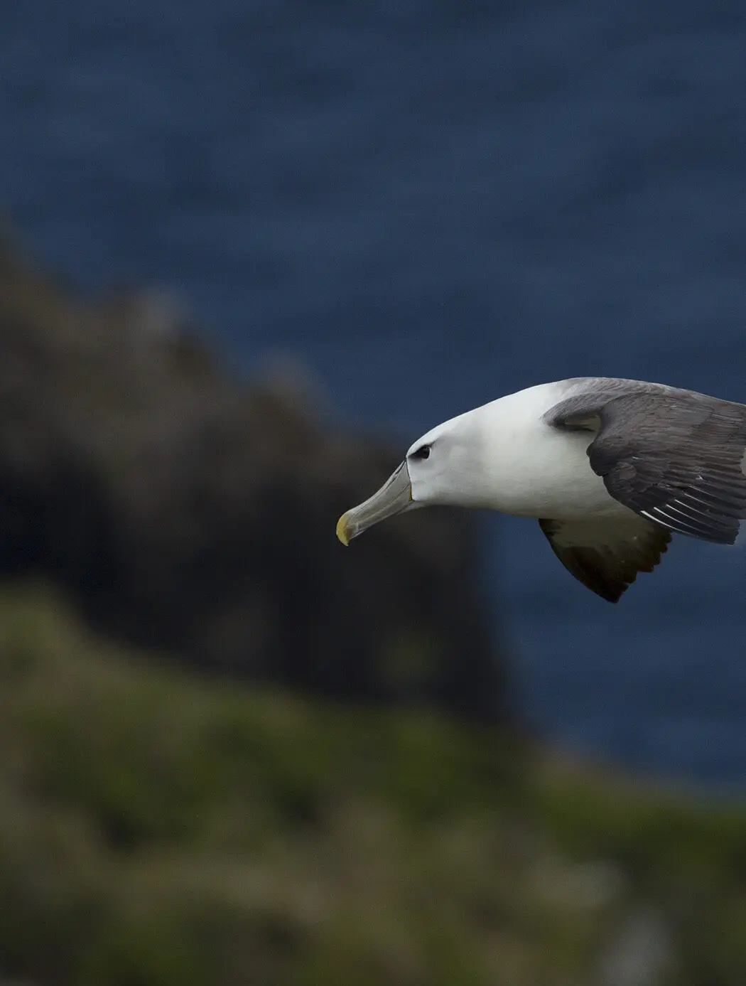 White capped albatross in flight