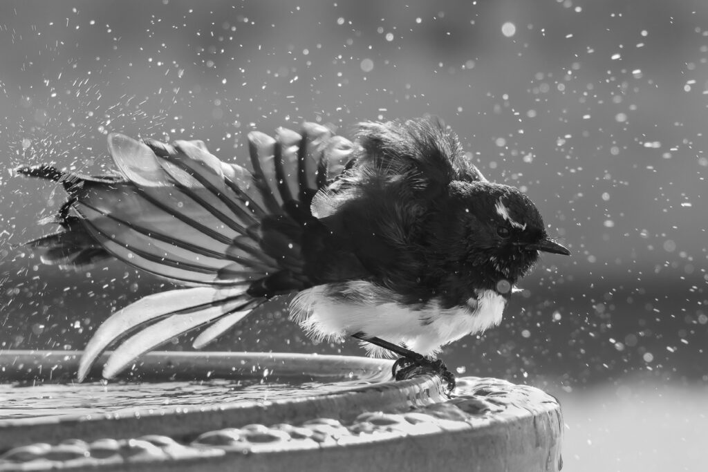 Willie Wagtail at birdbath