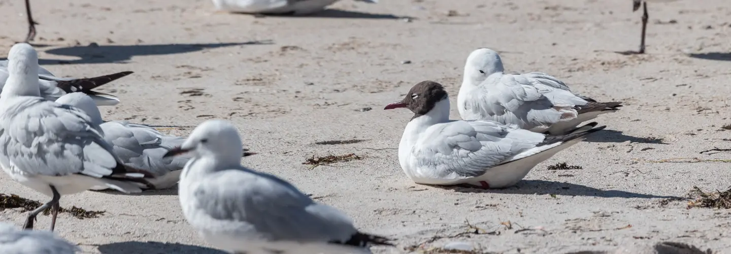 Black-headed Gull sitting on a sandy beach
