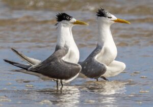 Two Crested Terns stand in the shallow water, looking to the right of the screen. Their bills are yellow, and their bodies are mostly white with a black crest and grey wings.