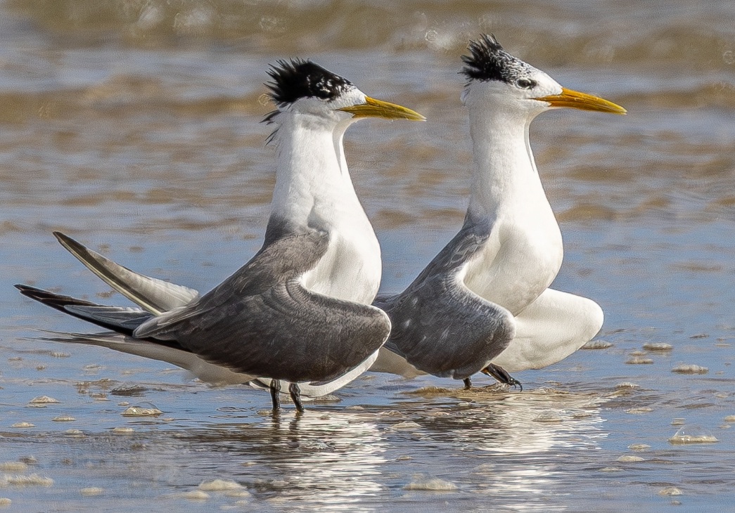 Two Crested Terns stand in the shallow water, looking to the right of the screen. Their bills are yellow, and their bodies are mostly white with a black crest and grey wings.