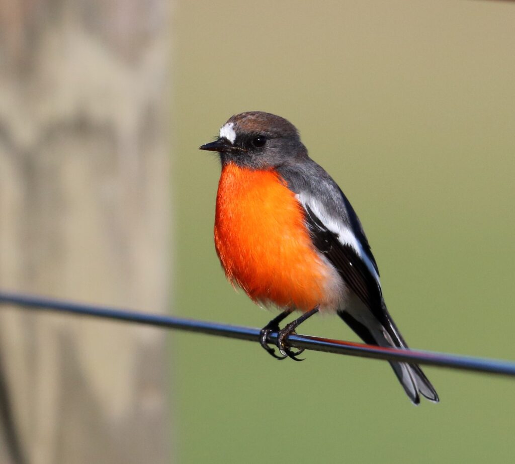 Flame Robin