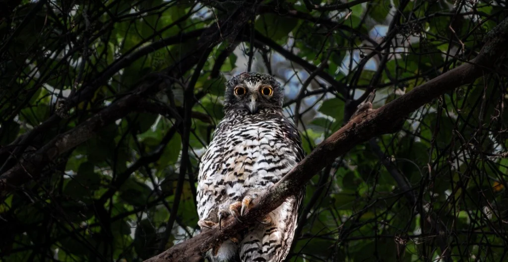 Powerful Owl perched in a tree looking directly at the camera with big yellow eyes