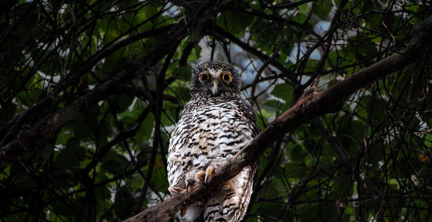 Powerful Owl perched in a tree looking directly at the camera with big yellow eyes