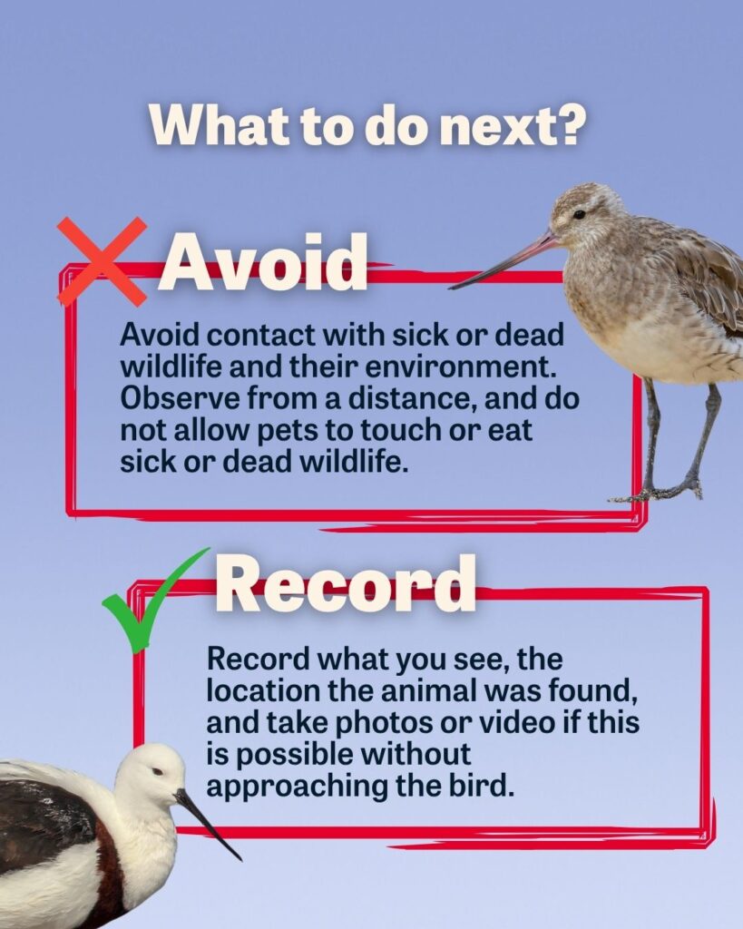 Infographic with a Bar-tailed Godwit and Banded Stilt against a blue background. Text reads: What to do next? Avoid Avoid contact with sick or dead wildlife and their environment. Observe from a distance, and do not allow pets to touch or eat sick or dead wildlife. Record Record what you see, the location the animal was found, and take photos or video if this is possible without approaching the bird.