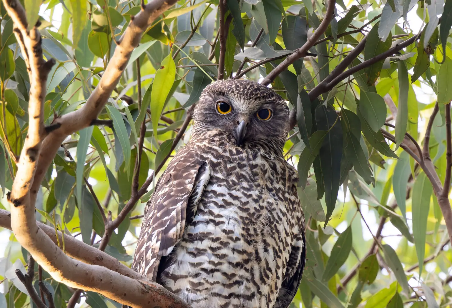 A powerful owl pauses in eating a flying fox.