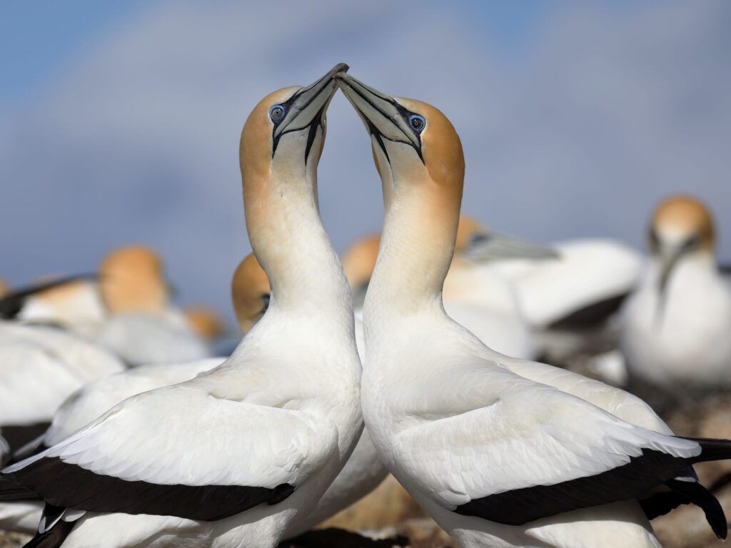 Australasian Gannet pair and colony.