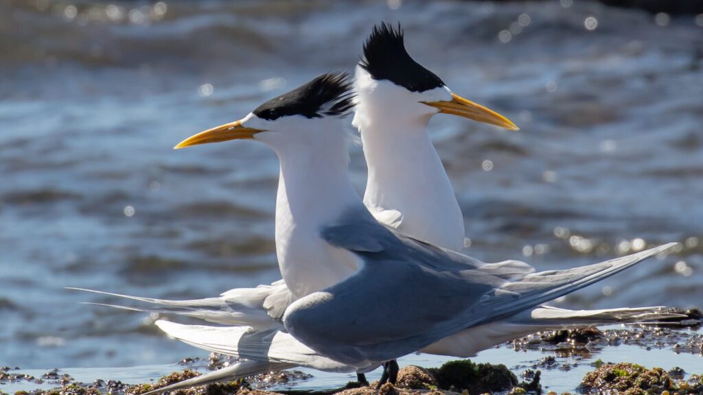 Crested Terns, Long Reef Aquatic Reserve, September 2020,