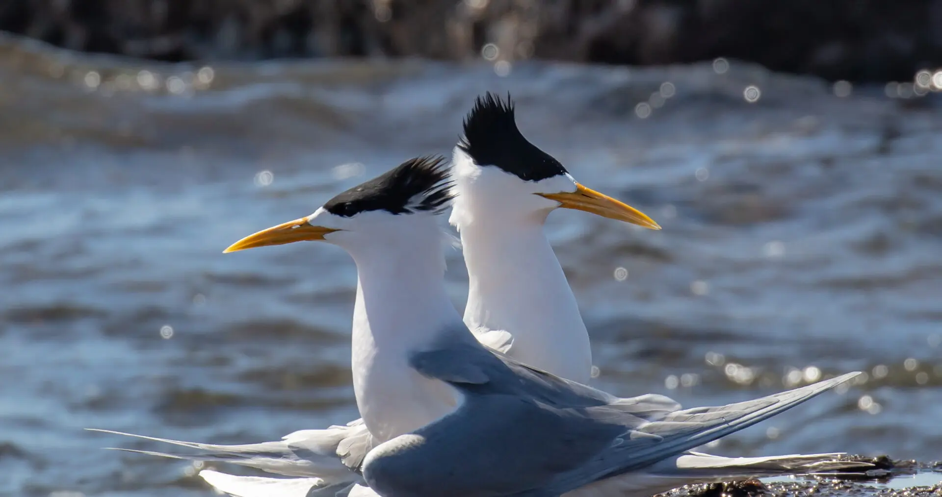 This pair of terns were away from the rest of the flock and had been face-to-face displaying to each other. When they finished one moved alongside the other into this position.