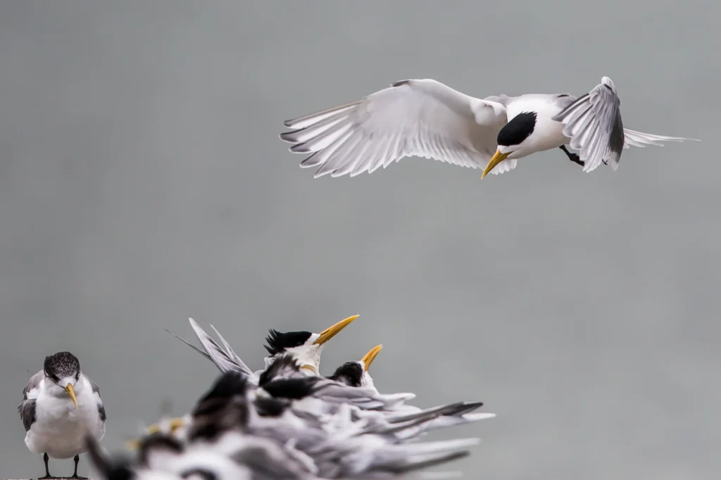 A small flock of black and white Greater Crested Terns perched on the ground, some out of focus, looking up towards a bird about to land. On the left, a bird is facing towards the camera against a grey background.