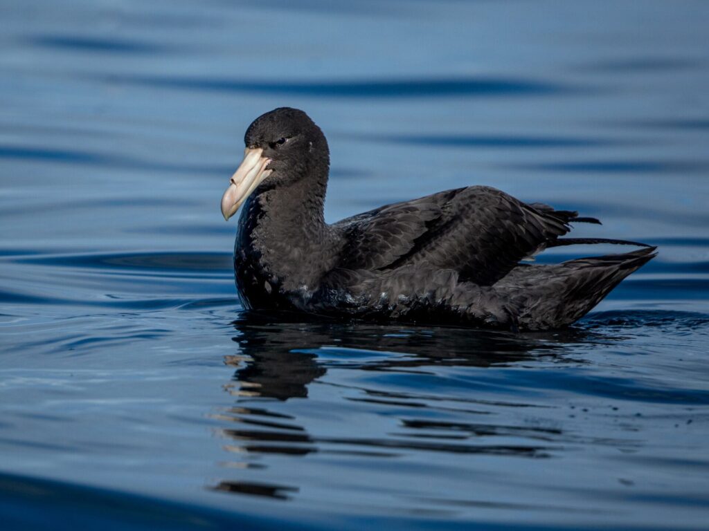 A Northern Giant-Petrel resting on the water's surface