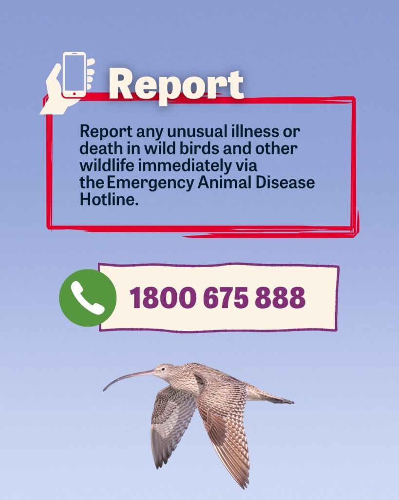 Infographic with Far Eastern Curlew against blue background. Text reads: Report Report any unusual illness or death in wild birds and other wildlife immediately via the Emergency Animal Disease Hotline 1800 675 888 