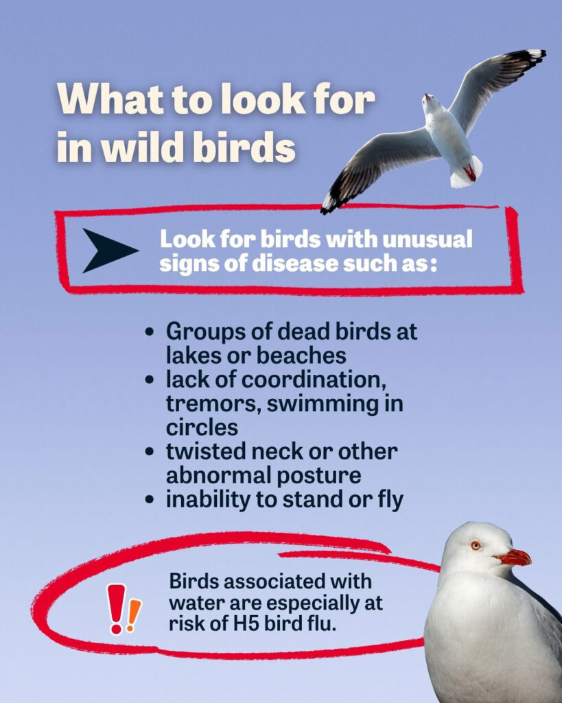 Infographic with two Silver Gulls against a blue background. Text reads: What to look for in wild birds Look for birds with unusual signs of disease, such as: • Groups of dead birds at lakes or beaches • Lack of coordination, tremors, swimming in circles • Twisted neck or other abnormal posture • Inability to stand or fly Birds associated with water are especially at risk of H5 bird flu 