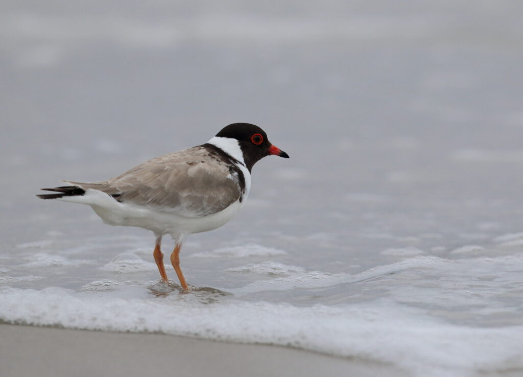 Hooded Plover on a coastline